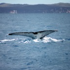 0709_Australien_0850_Whale_Watching.jpg