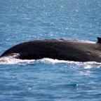 0709_Australien_0862_Whale_Watching.jpg