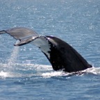 0709_Australien_0864_Whale_Watching.jpg